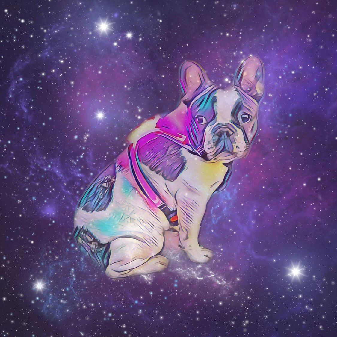 SpaceDog™ Harness gallery image
