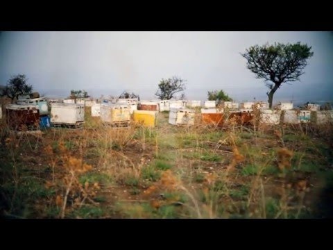 Beenotes gallery image