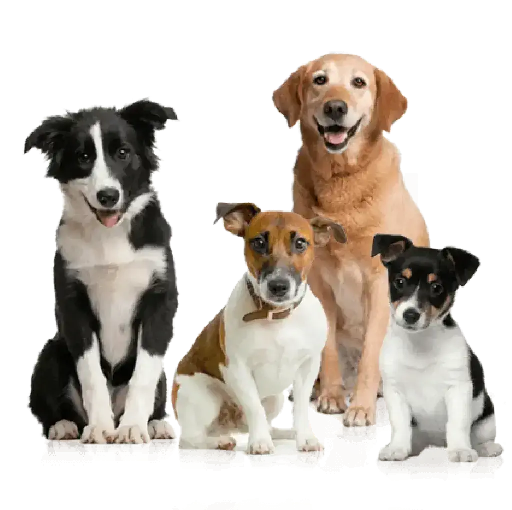 وسائط k9sky - برنامج بيت الكلب لإدارة أعمال الحيوانات الأليفة 1