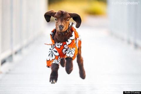 Goat Attack gallery image