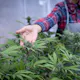 Online Dispensary