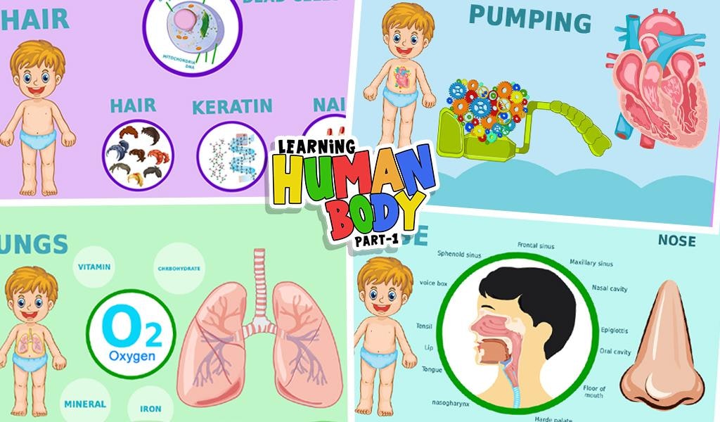 Learning Human Body Part 1 gallery image