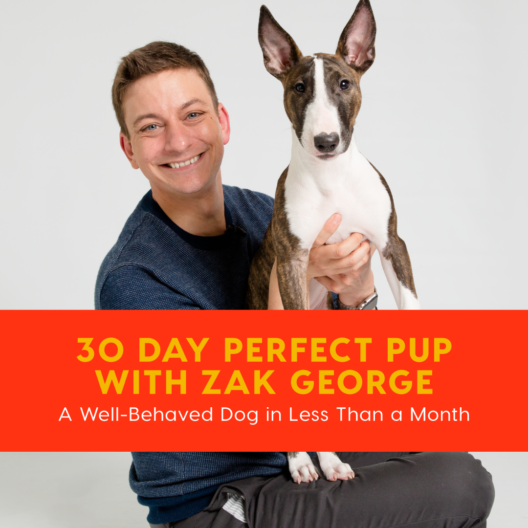 30 Day Perfect Pup with Zak George