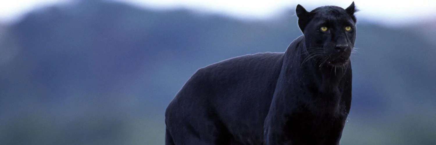 Dwayne Samuels cover