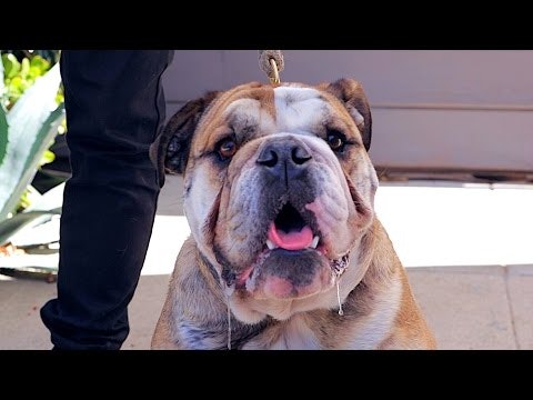 Pooper gallery image