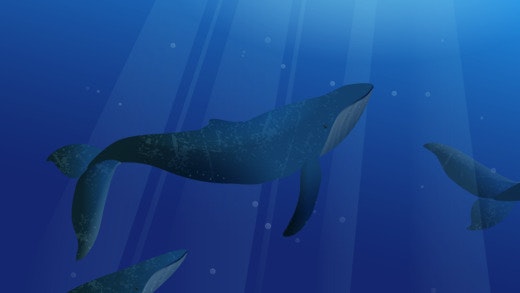 Sonus Island gallery image