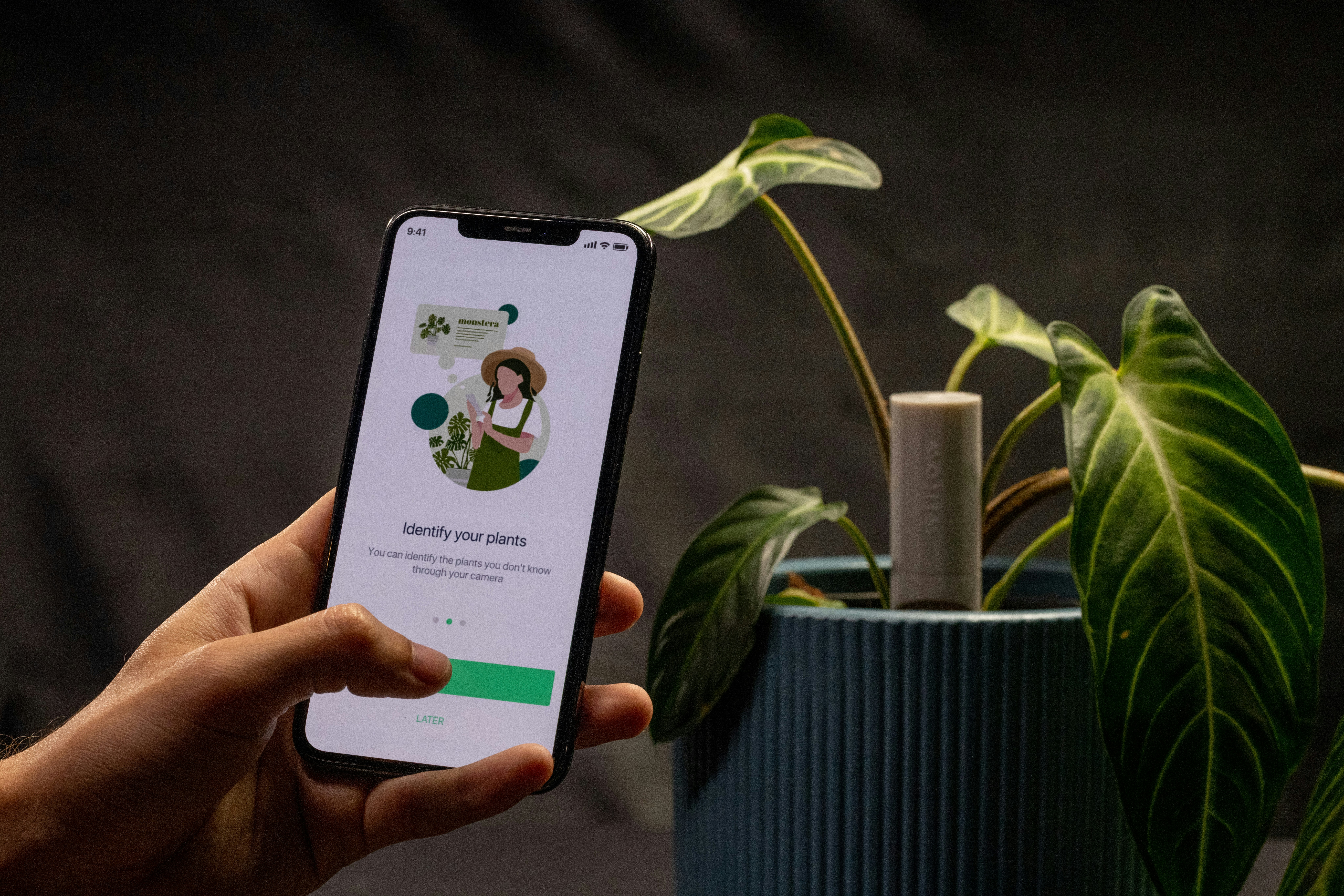 Willow gallery image