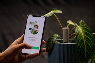 Willow gallery image