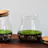 Fragrant Moss in modern Glass bowl