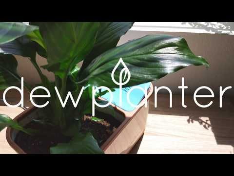 Dewplanter - Water Generating Planter media 1