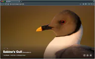 BirdTab