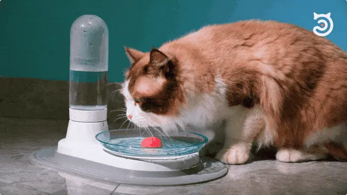 KittySpring