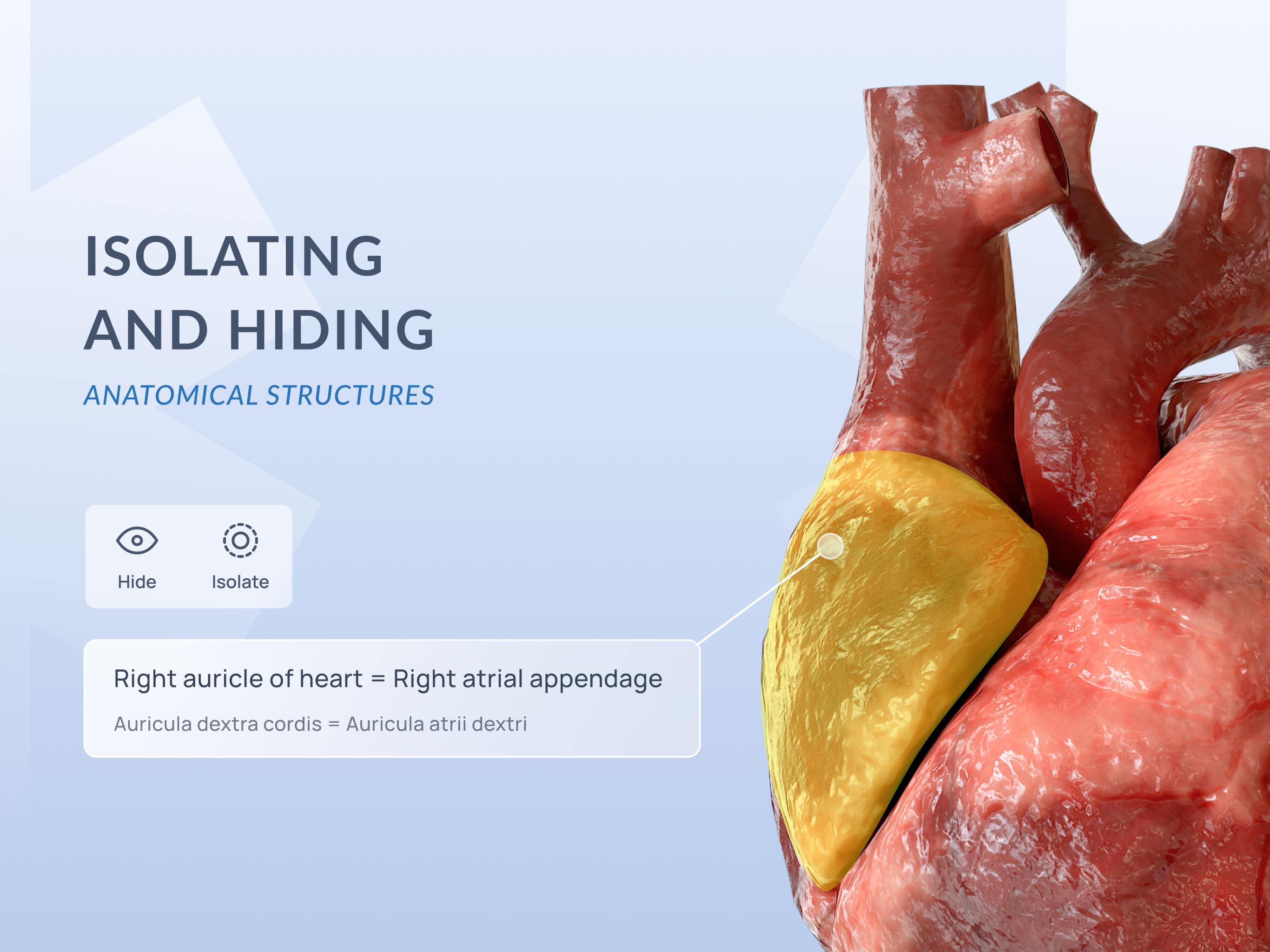 Media Voca Anatomy Pro 5