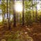 Virtual Forest