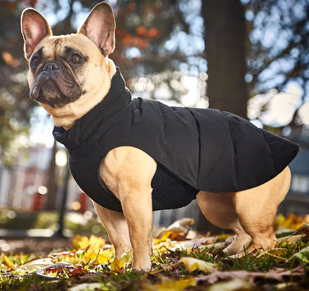 The 5-Second Dog Parka
