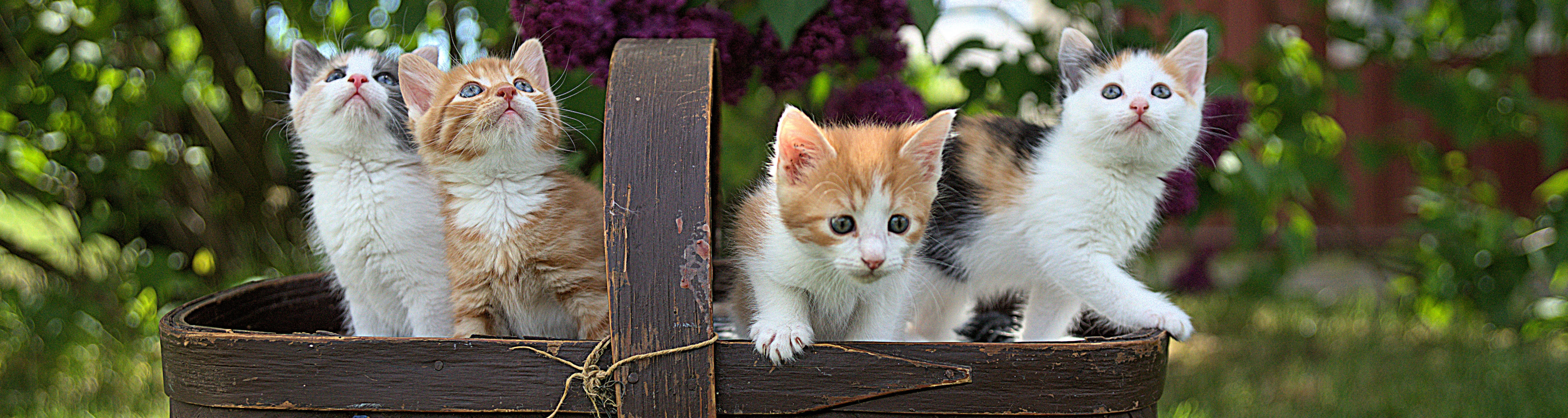 Melanie Aronson cover