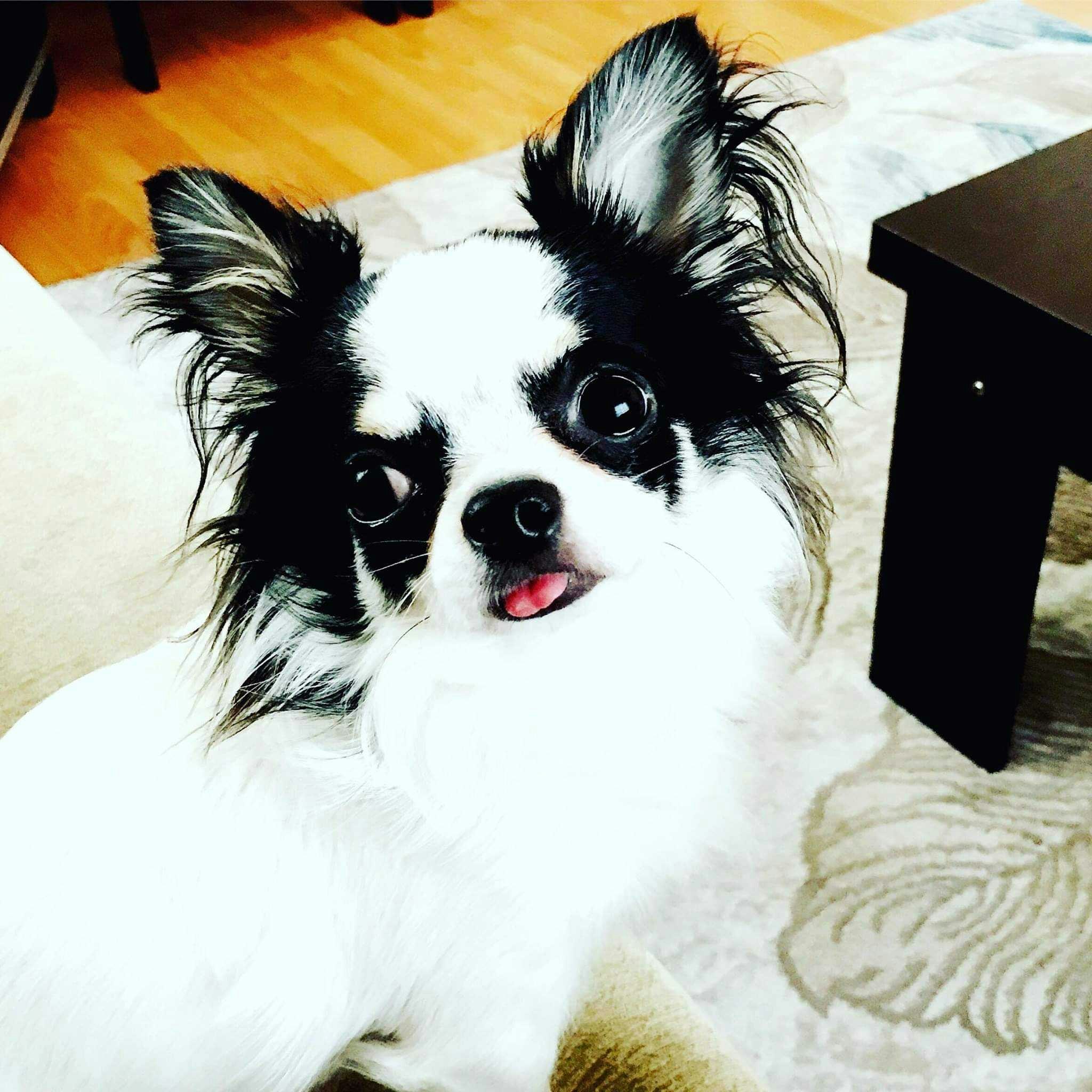 Chihuahua Şivava Ankara 