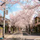 Sakura Finder β Cherry Blossom Map
