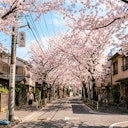 Sakura Finder — Cherry Blossom Map