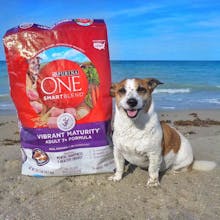 The Woof Agency gallery image