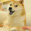 Doge meet