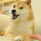 Doge meet