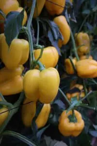 BreedX Specialty Vegetable Seed Breeding gallery image