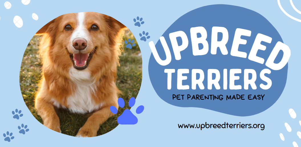 Terriers Upbreed - การเลี้ยงดูลูกสุนัขทำให้ง่ายสำหรับคนรักสุนัขเช่นคุณ media 1