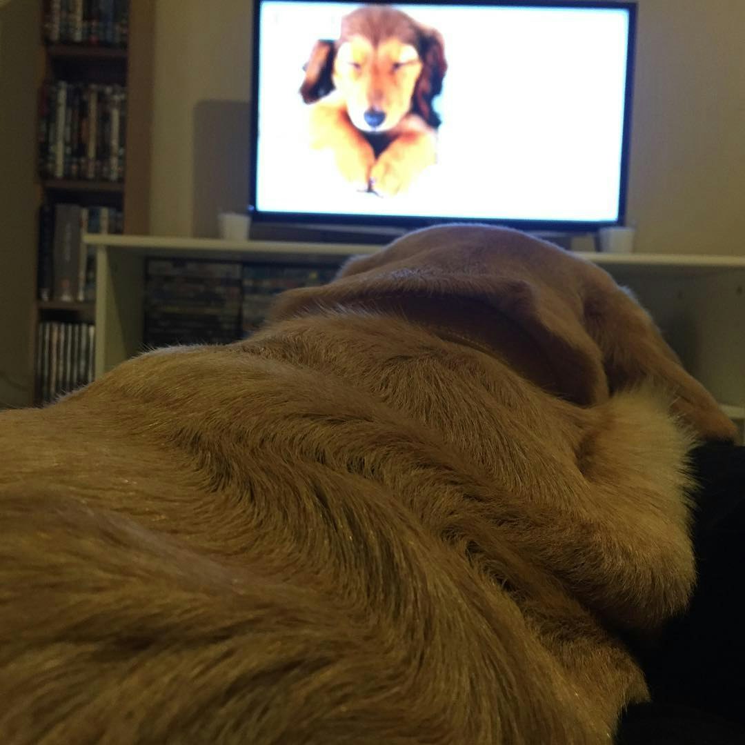 RelaxMyDog gallery image