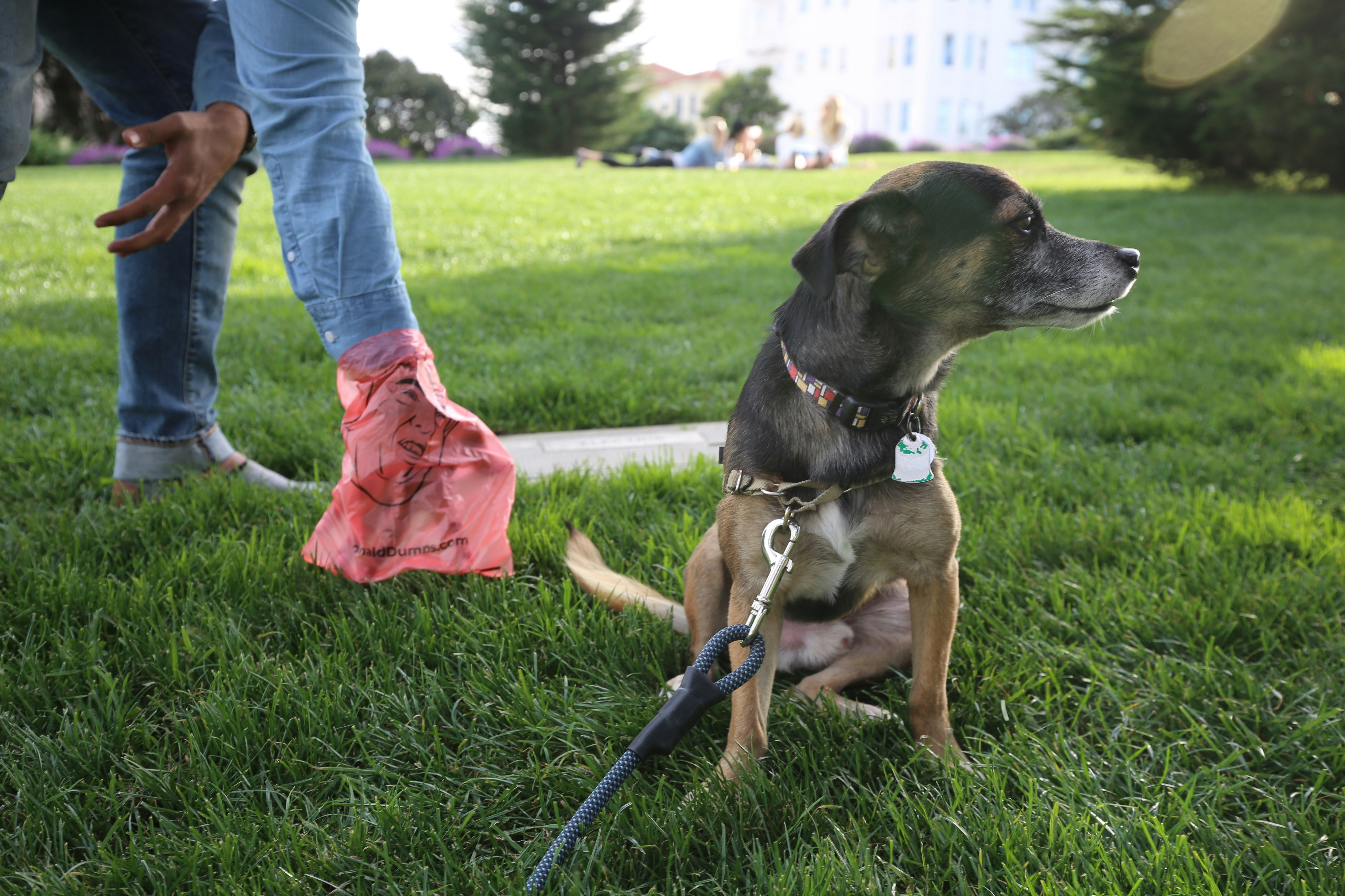 Donald Dumps Dog Poop Bags gallery image
