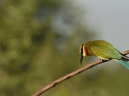 indigoexplorer gallery image