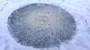 The scariest things found frozen in ice