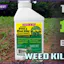 Best Weed Killers for Lawns