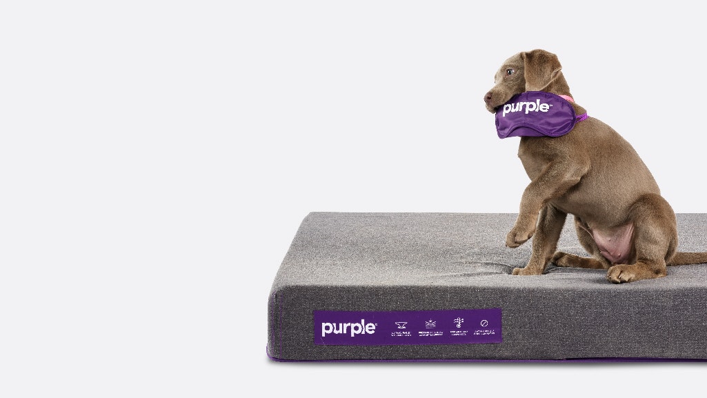 Purple Pet Bed gallery image