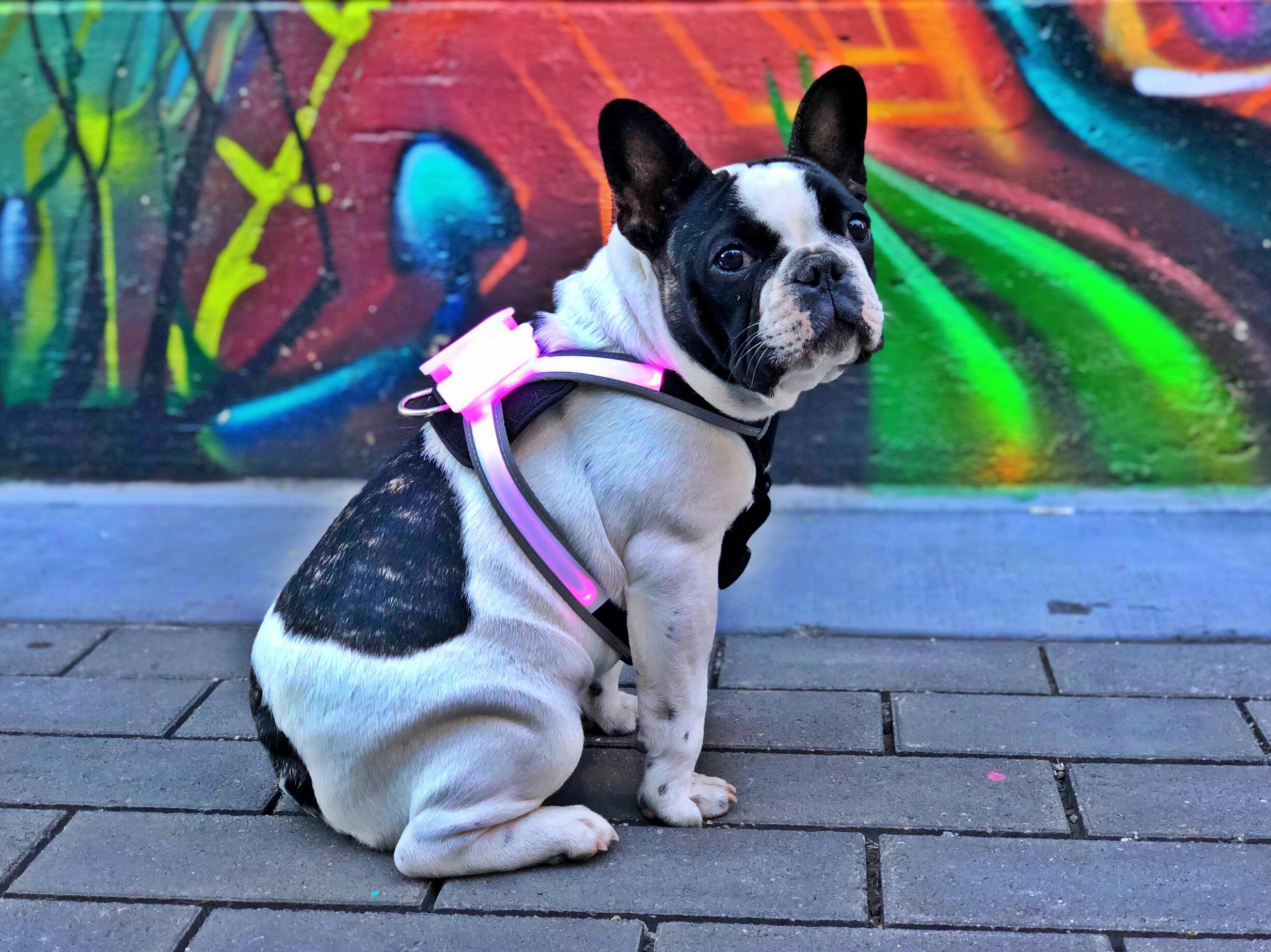 SpaceDog™ Harness gallery image