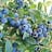 ONEAL Southern Blueberry Plants For Sale