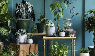 PlantsPlz gallery image