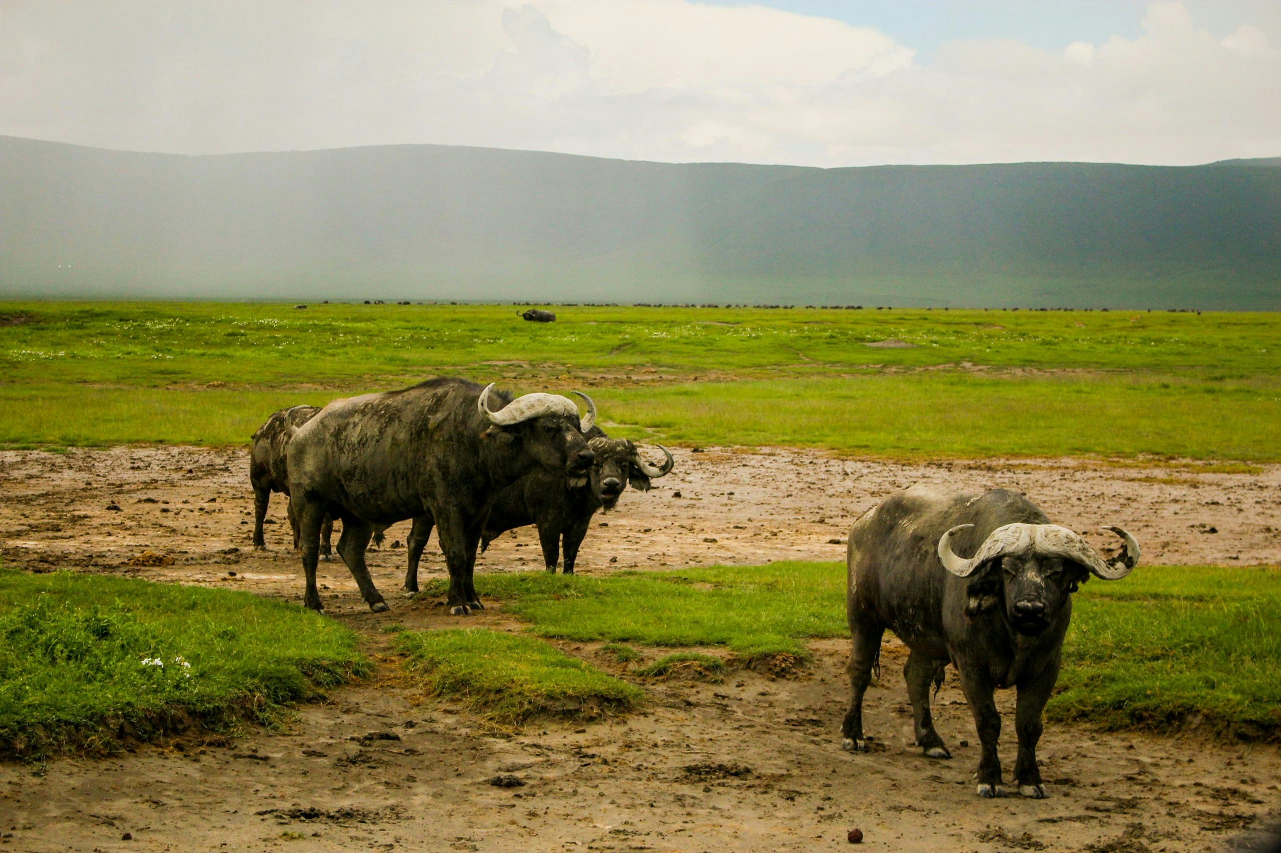 Africantrust Safari gallery image
