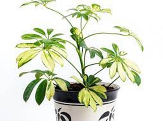 Buy Pest Control Products Online 