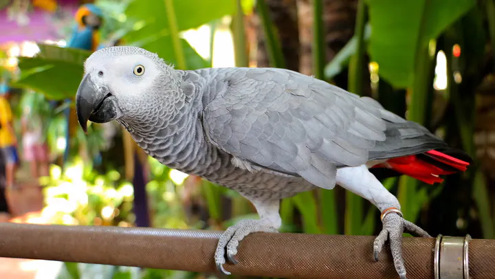 African Grey Parrot for Sale gallery image