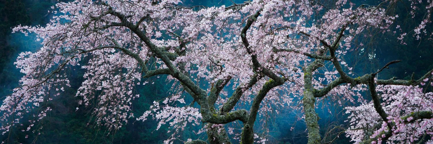 Michael Babich cover