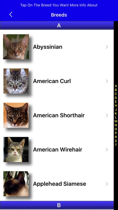 Feline Finder gallery image