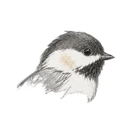 Chickadee