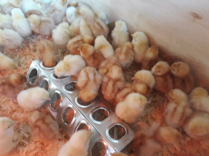 Livestock & poultry sale +27631521991 gallery image