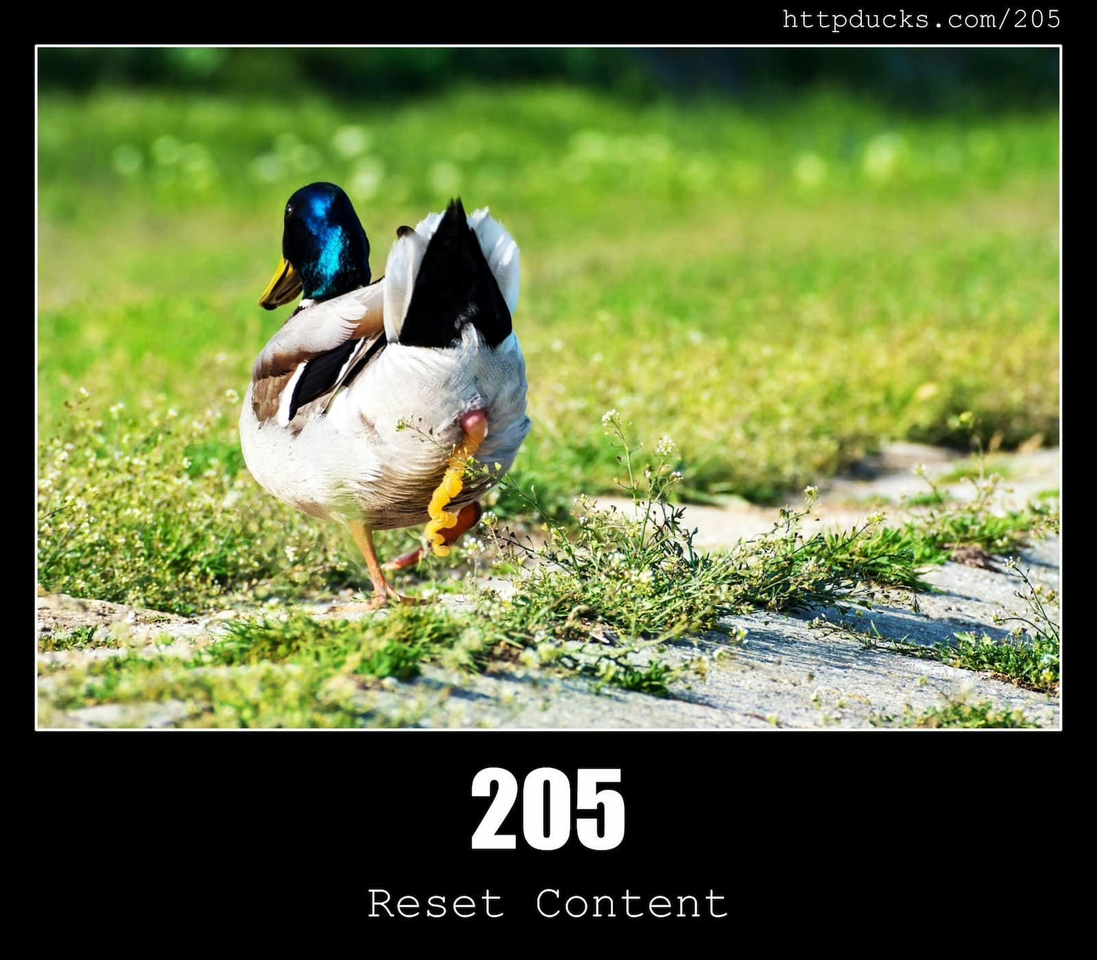 HTTP -status Ducks API - Eenden voor elke HTTP -reactiestatuscode media 4