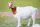 GoatGuard