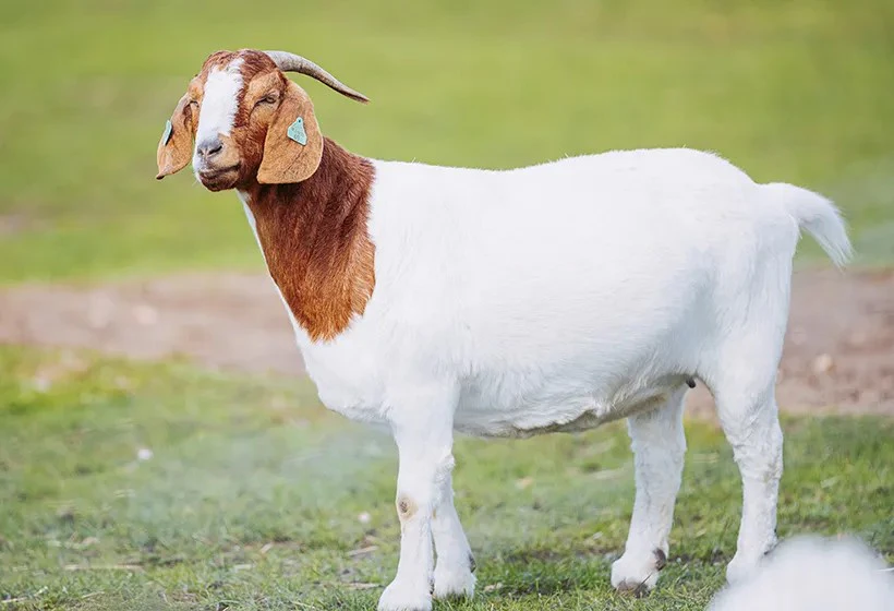GoatGuard