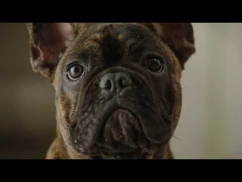 Petcube Cam gallery image