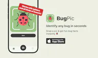 BugPic
