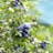 Patriot Blueberry Plant For Sale